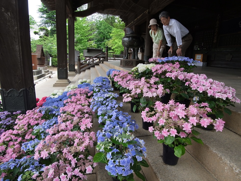 【成田市】宗吾霊堂「紫陽花まつり」6月23日（日） まで開催